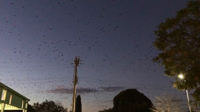 Flying-foxes in Charters Towers