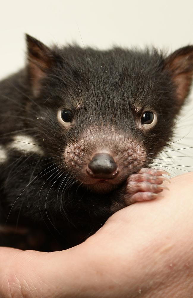 Uncertain future ... A 5 month old Tasmanian devil joey called 'Bear', at the Australian Reptile Park, Somersby, NSW. Source: News Corp.