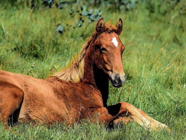 WEEKEND TELEGRAPHS SPECIAL. MUST TALK WITH PIC ED JEFF DARMANIN BEFORE PUBLISHING., Tribute to the Brumbies of the Snowy Mountains 2021 Calendar. Caption: A foal enjoying the lush Alpine summer grasses Must credit Paul McIverOne use only No onsale. No archive.