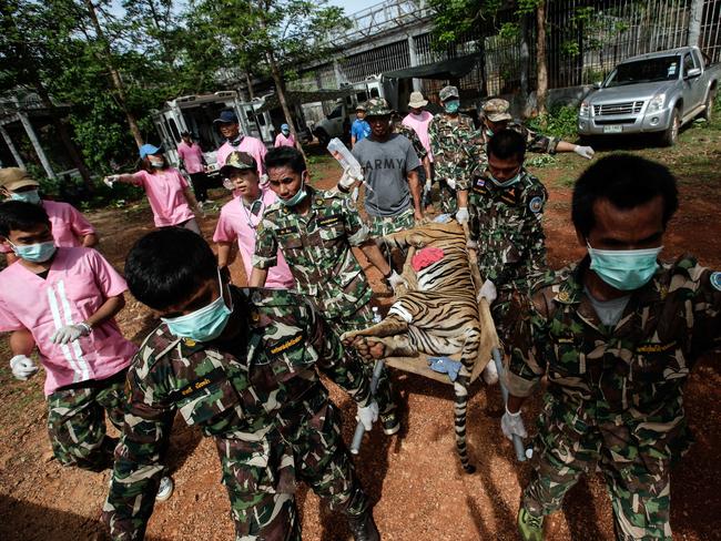 Thai DNP officers carry a sedated tiger outside its cage at the Wat Pha Luang Ta Bua Tiger Temple. Picture: Getty