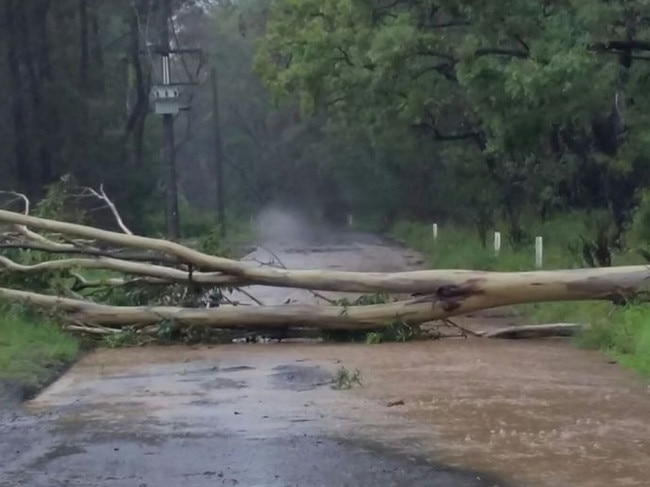 Tree down on Old East Kurrajong Rd, Hawkesbury. Picture: NSW SES