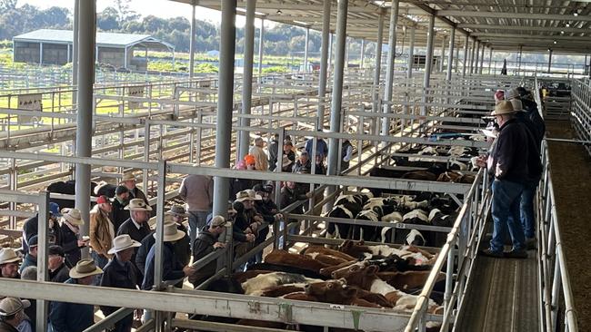 Selling action at the Wodonga store cattle sale which was judged up to $100 dearer on some lines of steers.