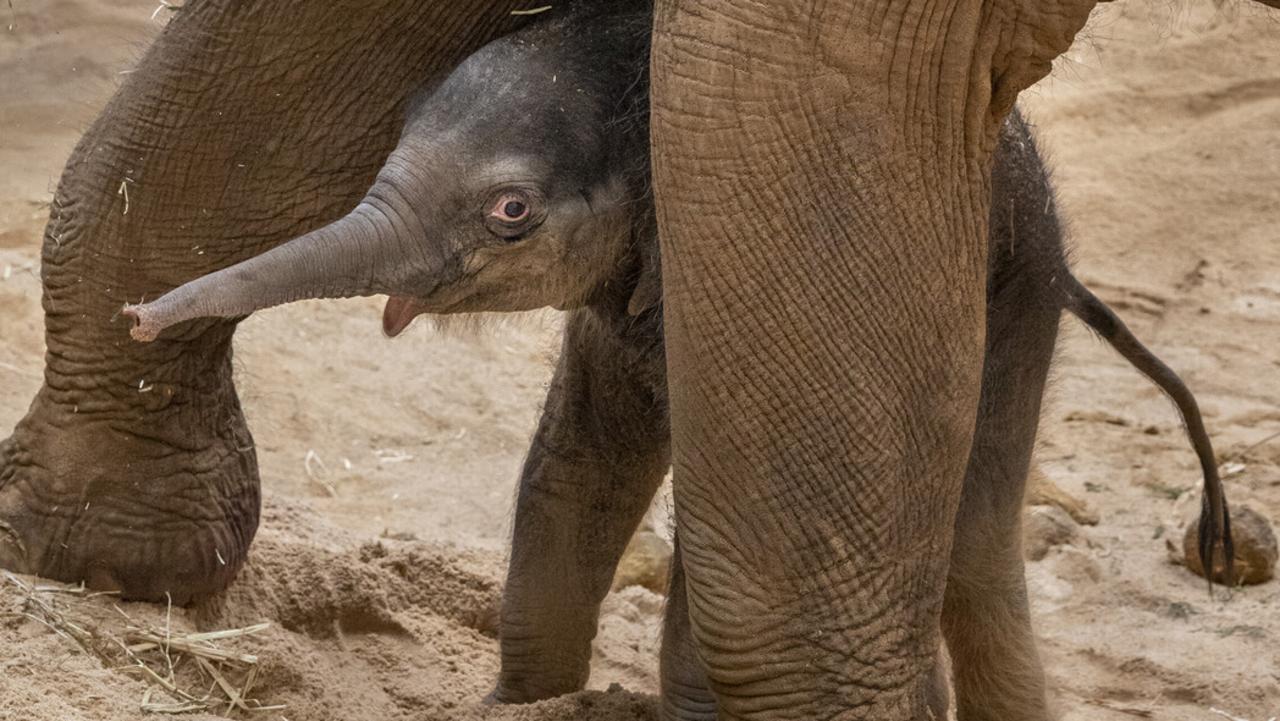 Baby Elephants Move With Herd Right After Birth