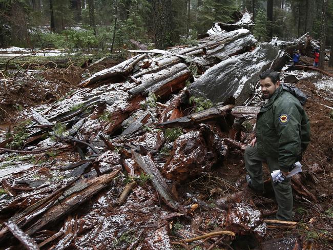 The tree is now unrecognisable. Picture: AP