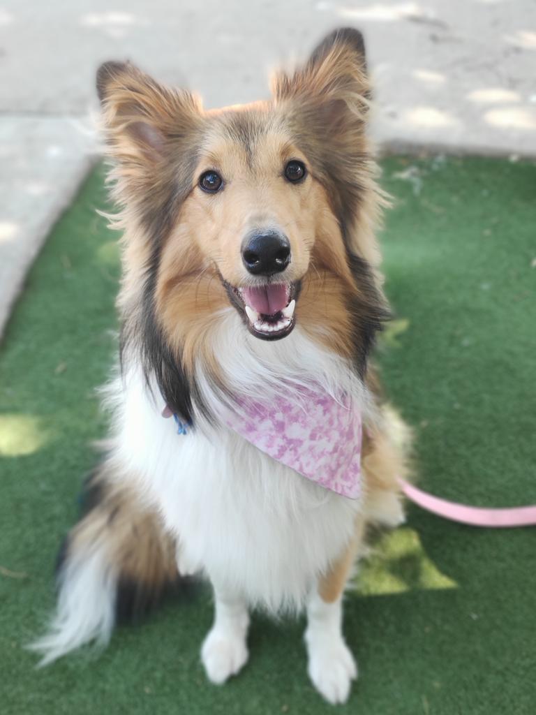 Flossy the sheltie. Picture: Alicia