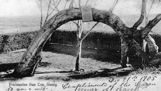 A photograph from 1905, showing a smaller tree, which is no longer there, growing beneath the Old Gum Tree at Glenelg.