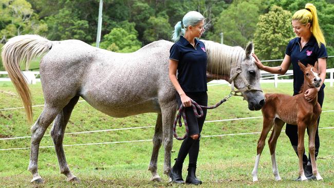 Lola was destined for the knackery before Project Ponies saved her, and unwittingly saved baby Princess. Picture: John Gass