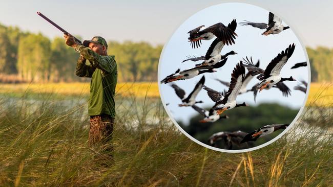 NT Field and Game Association president Dan Cox says he hopes the early onset of this year’s wet season will keep magpie geese in the Top End for longer. Picture: Che Chorley