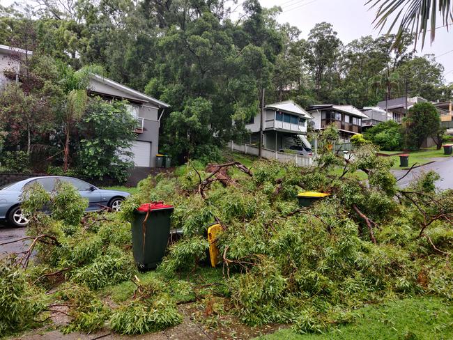 Massive tree comes down in Mountain Street, Mt Gravatt this morning due to the heavy rain overnight, knocking over garbage bins and blocking the road