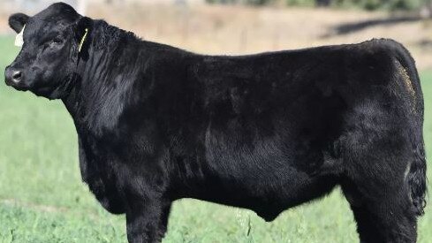 Texas Thunderstruck, a 12-month old bull made $360,000 and sold to Mackas Angus at the Texas Angus sale at Warialda, NSW.