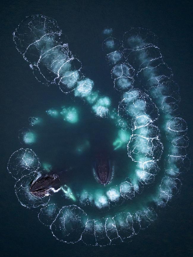 2024 Australian Geographic Nature Photographer of the Year competition. Overall winner: Bubble-net, Scott Portelli (WA). Picture: Scott Portelli, supplied by South Australian Museum