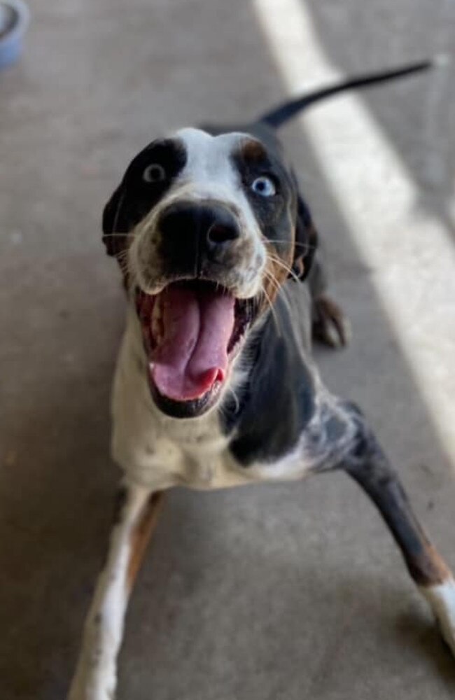 Ernie: Karmen Kerr's 3 year old Pure-bred Catahoula
