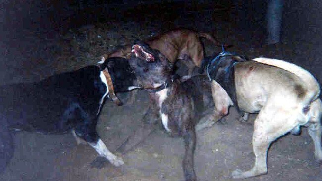 The dogs are bred for dog fighting.