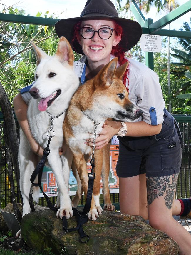 Crocodylus Park zoo keeper Dani Greenwood with dingo pups, Alkina and Yera Junior. Picture: Katrina Bridgeford.