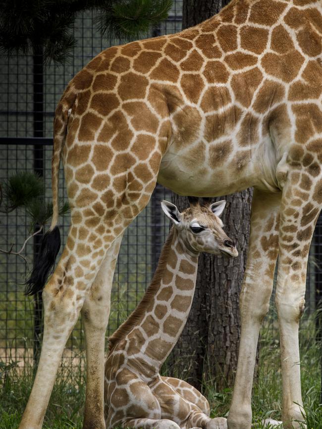 Baby giraffe at National Zoo and Aquarium in Canberra with big sister Nzuri 18 months. Picture: Sean Davey