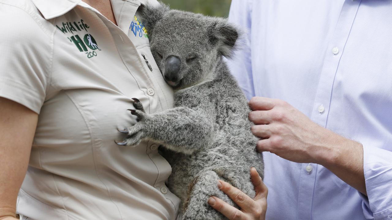 Koala Joey Amari from Wildlife HQ at the announcement of a landmark partnership to protect more Koala Habitat on the Sunshine Coast. Photo Lachie Millard