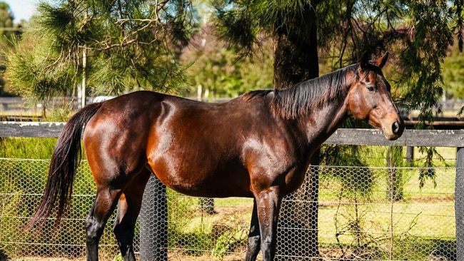 Champion retired mare was slightly overdue at the time of foaling but had gone through her pregnancy without any complications.