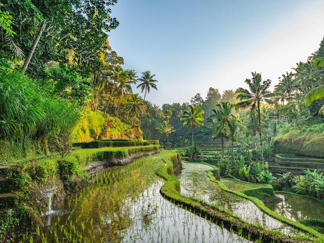 Rice Terrace in Tegalalang, Bali, Indonesia.Escape 3 December 2023Why I travelPhoto - iStock