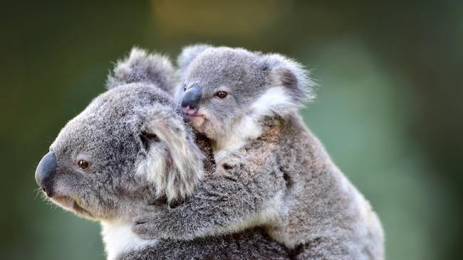 the Clarence Koala Working Group has been focusing efforts on habitat restoration, reducing domestic dog predation and vehicle strikes. Photo: Che Chapman