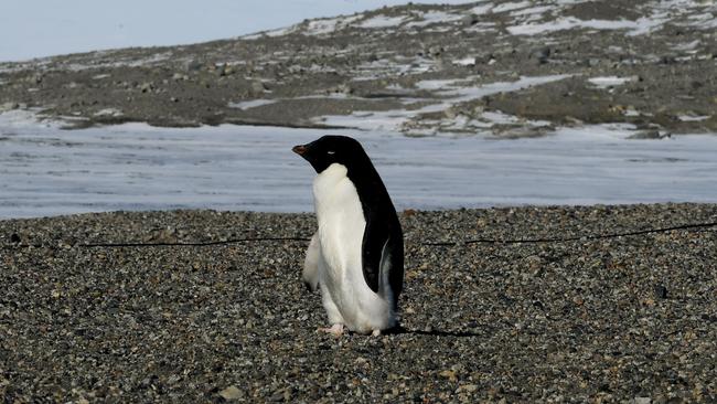 baby adelie penguins