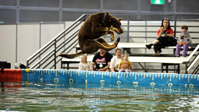 Dogs leaping into water at the Sydney Dog Lovers and Cat Lovers Festival held in Sydney Showgrounds at Sydney Olympic Park. Picture: Adam Yip