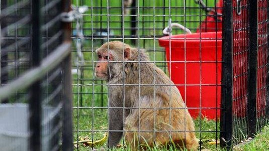 A monkey at the circus site.