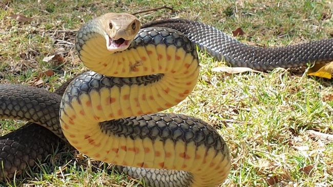 An eastern brown snake in a defensive posture after being caught with another by Steven Brown from Brisbane North Snake Catchers and Relocation at Highvale, near Samford. Photo: Steven Brown.