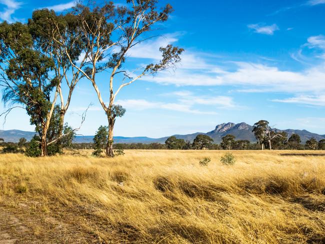 Grassland landscape in the bush with Grampians mountains in the background and blue sky, Victoria, Australia