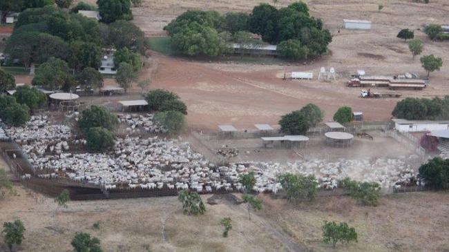 Killarney Station ... two men are facing charges over the shooting deaths of 30 horses at the NT station. Pictures: Killarney Station