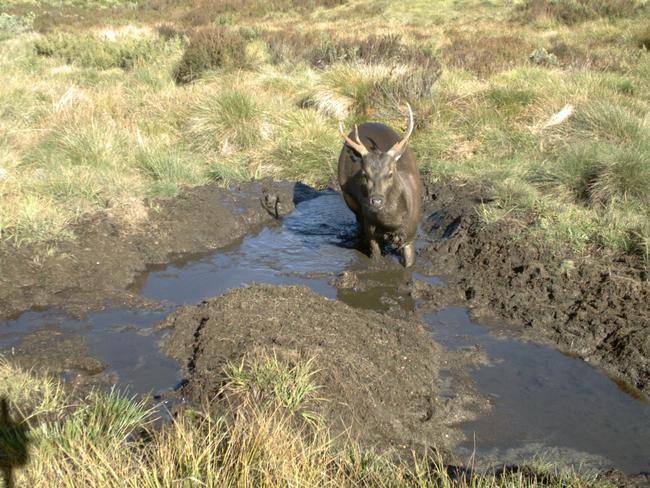 Culling of wild deer in the Alpine National Park has begun to help prevent environmental damage.