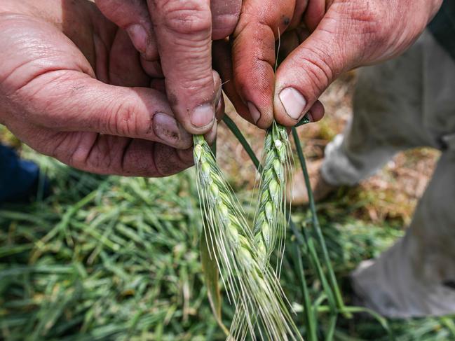 OCTOBER 3, 2024: Frost damaged wheat, left, next to healthy wheat near Ardrossan on Yorke Peninsula. Picture: Brenton Edwards