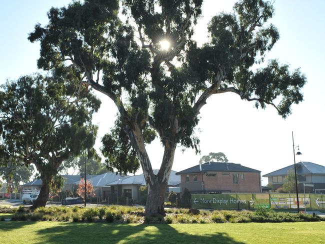 Lyndarum Estate. A red river gum preserved on the estate.