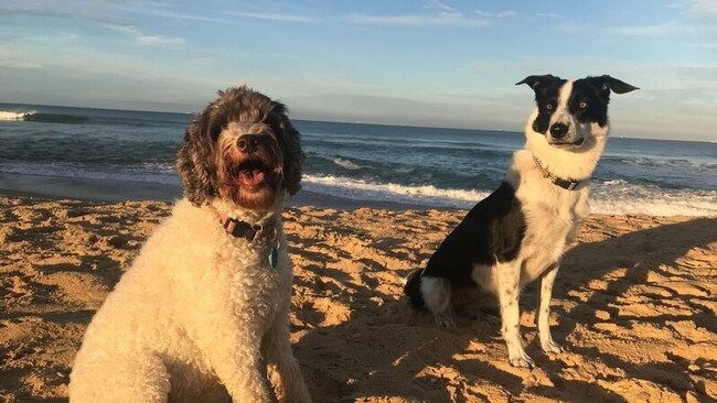 Point Cartwright is one of the more popular areas for dog off-leash access on the Sunshine Coast. Picture: Supplied