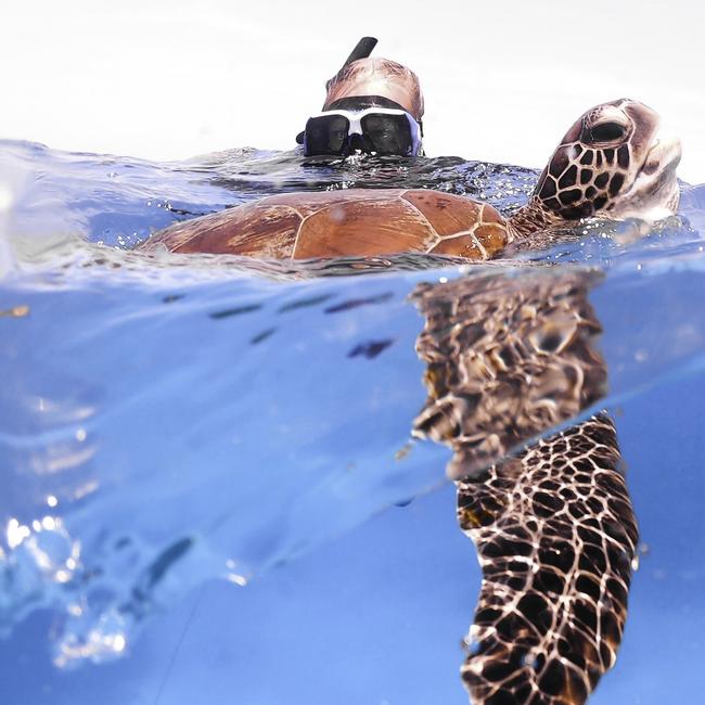 An estimated 150,000 people visit Lady Musgrave Island every year with incredible views and opportunities to snorkel with endangered Loggerhead turtles. Picture: Supplied