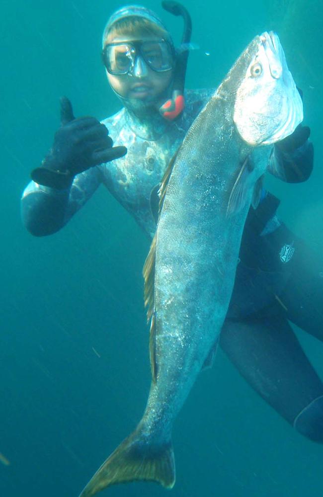 Diving with a San Clemente yellow tail fish.