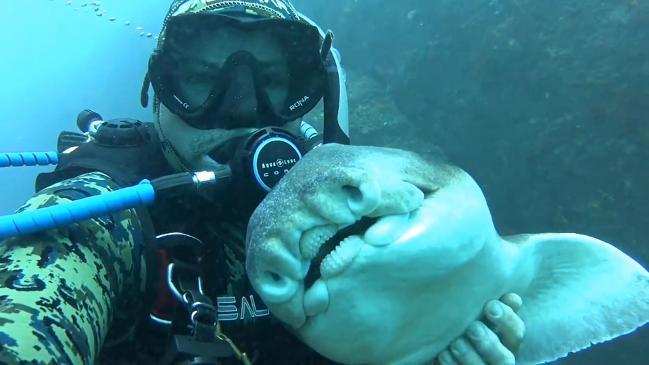 Shark whisperer Rick Anderson