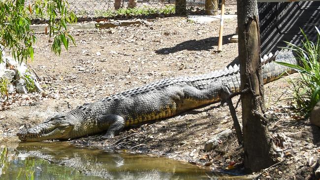 A 3.8m saltie called Dynamo escaped at Billabong Sanctuary on Saturday.