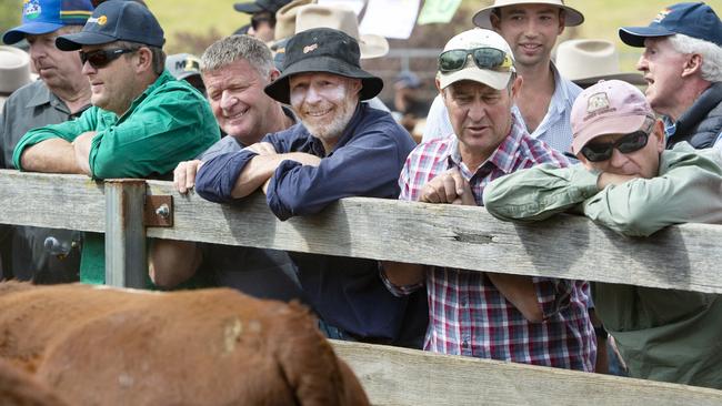 High country weaner sales 2021 Ensay sale Wednesday March 3 2021. PICTURE: ZOE PHILLIPS