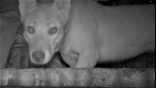 Video stills from recorded footage of wild dogs on a property close to the town of Eumundi.