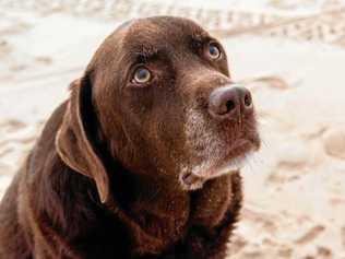 Family's dog almost killed by beach meth snack