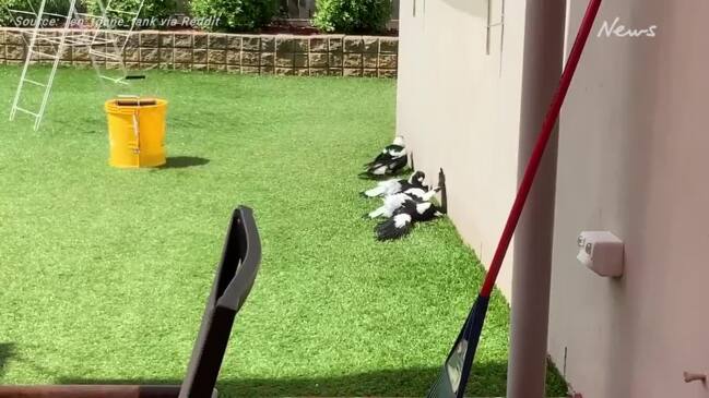 Aussies stunned by clip of magpies