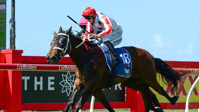 Majestic Boom returns on Saturday after his $101 boilover at Doomben. Picture: Grant Peters/Trackside Photography