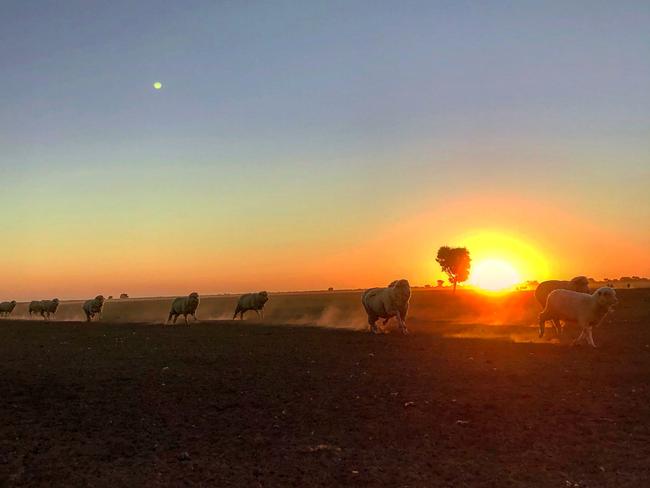 Some farmers have said their paddocks is the driest they have seen in 30 years. Picture: AJ Murray