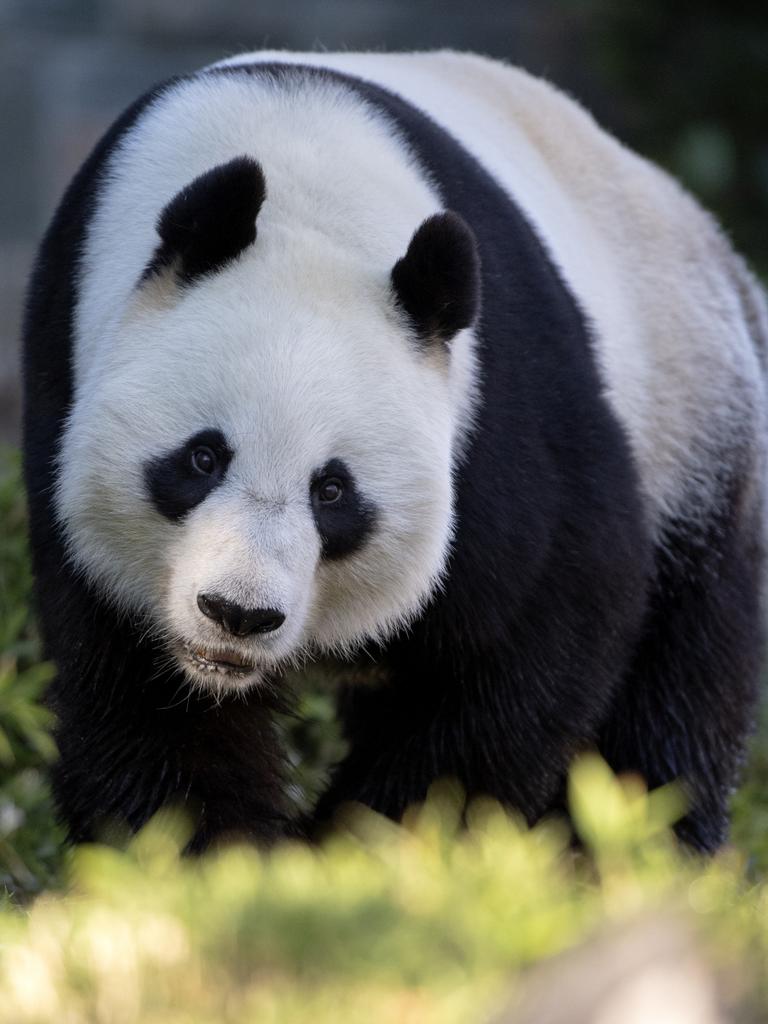 Adelaide Zoo pandas Wang Wang and Fu Ni set to stay | The Advertiser