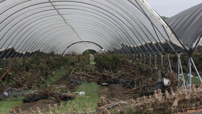 A raspberry grower had his crop and equipment decimated by the force of flash flooding on Sherwood Creek Rd. Photo: Tim Jarrett