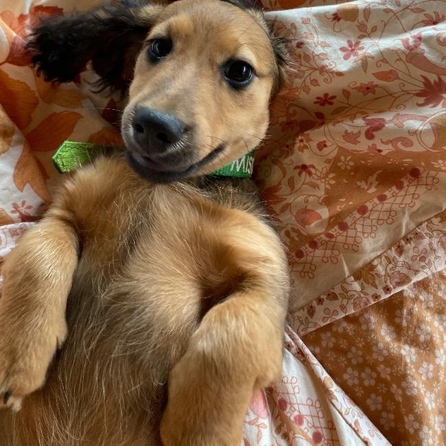 Miso the long-haired dachshund. Picture: supplied