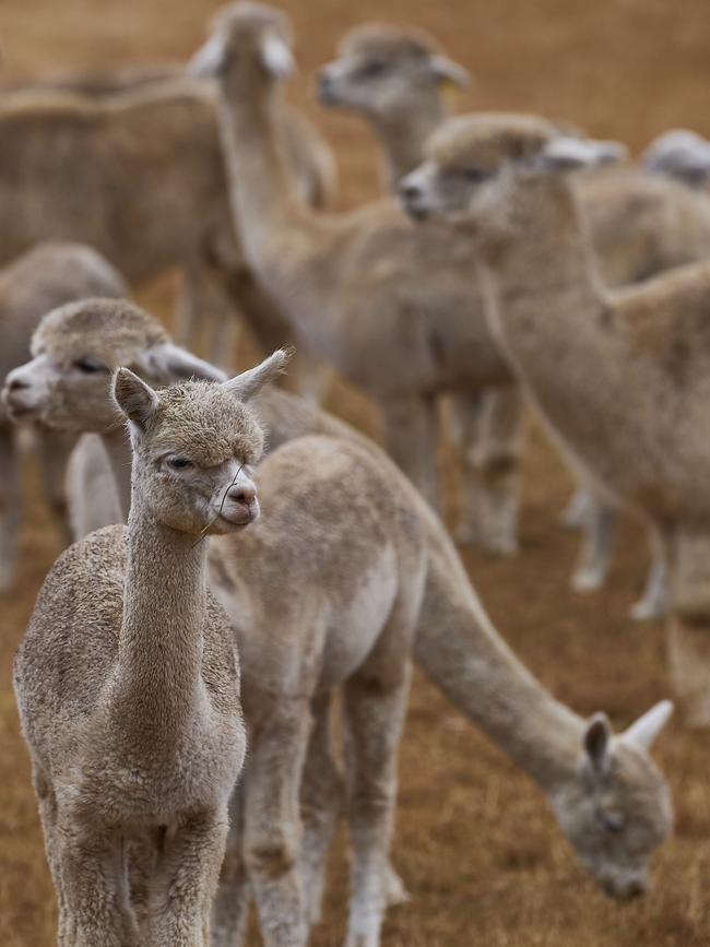 A heard of 59 Alpacas roam the oval at Moss Vale Showground after being evacuated from their property on Monday. Picture: Brett Hemmings/Getty