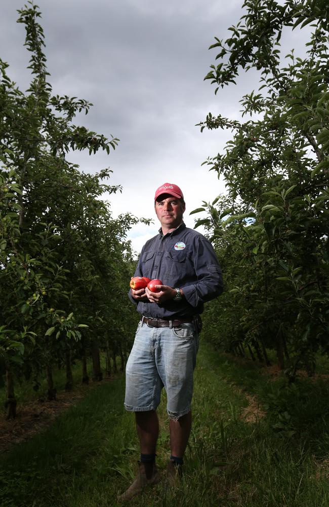 Howard Hansen of Hansen Orchards at Grove works with travellers to help his crop. Picture: Nikki Davis-Jones