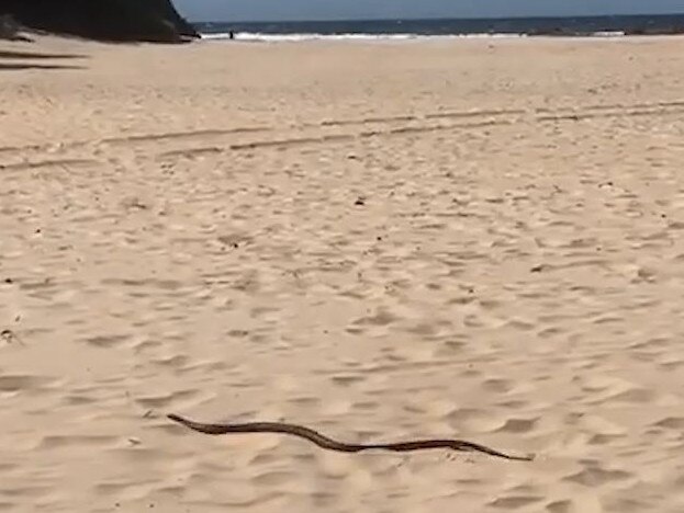 A red-bellied black snake makes its way up to the vegetation near the surf patrol tower at Hungry Head, Urunga.