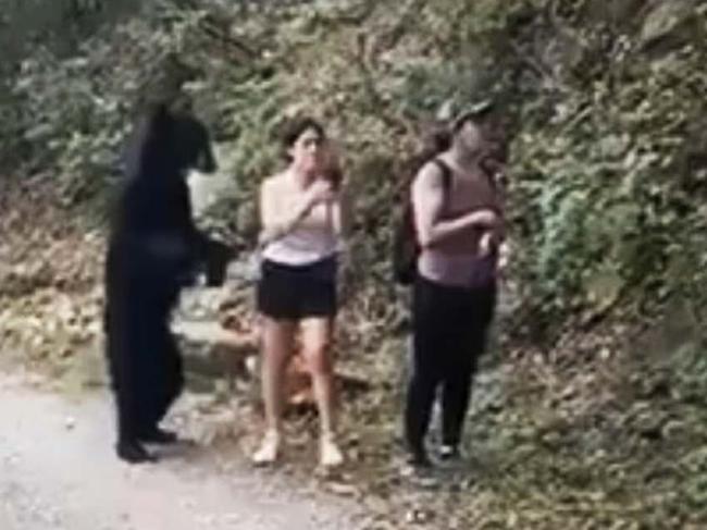 As if on cue, the bear stood on its hind legs for a selfie